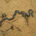 1024px-albufeira_horseshoe_whip_snake_25_october_2016.jpg