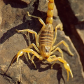 screenshot_2022-08-25_at_16-36-01_what_venomous_species_are_there_in_spain.png